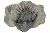 Kayserops Trilobite With Brachiopods - Bou Lachrhal, Morocco #192783-1